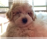 Small Photo #3 Maltipoo Puppy For Sale in HIGH POINT, NC, USA