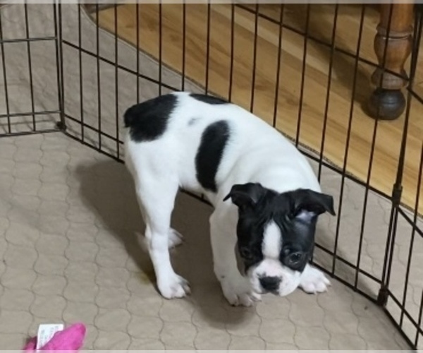 Medium Photo #9 Boston Terrier Puppy For Sale in GLOUCESTER, VA, USA