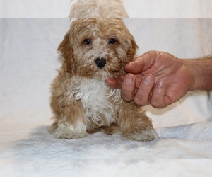 Cockapoo (Miniature) Puppy for sale in DYERSBURG, TN, USA