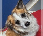 Small Photo #3 Mutt Puppy For Sale in Oakland Park, FL, USA