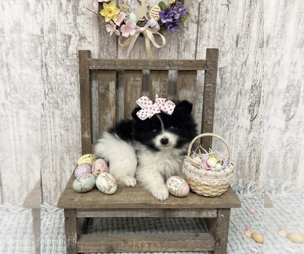 Medium Photo #1 Pomeranian Puppy For Sale in PEEBLES, OH, USA