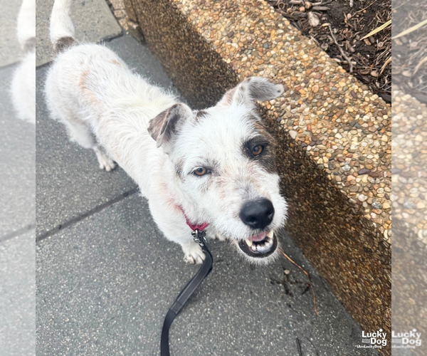 Medium Photo #8 Mutt Puppy For Sale in Washington, DC, USA