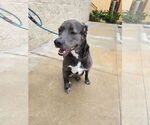 Small #43 Blue Lacy Mix
