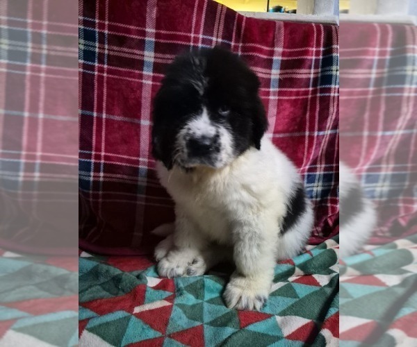 Medium Photo #7 Newfoundland Puppy For Sale in AURORA, IN, USA