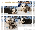 Small Photo #1 Australian Shepherd Puppy For Sale in BROWERVILLE, MN, USA