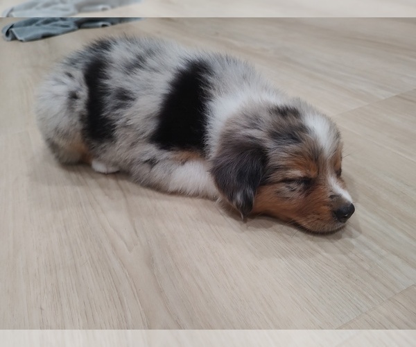Medium Photo #3 Australian Shepherd Puppy For Sale in TUSCUMBIA, AL, USA