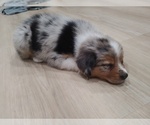 Small #1 Australian Shepherd