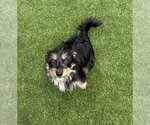 Small #1 Mutt