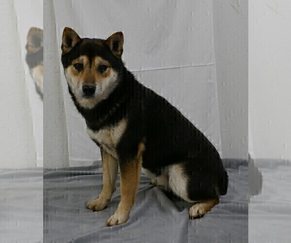 Medium Photo #1 Shiba Inu Puppy For Sale in THREE RIVERS, MI, USA