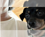 Small #3 Chihuahua