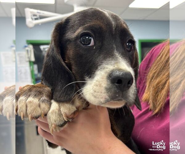 Medium Photo #1 Border Collie-Unknown Mix Puppy For Sale in Washington, DC, USA