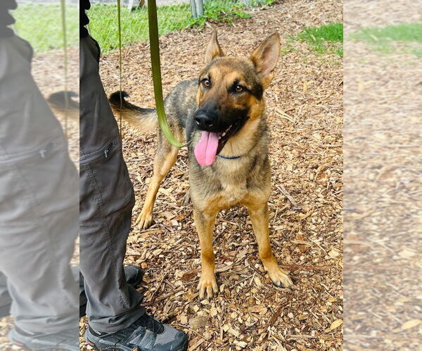 Medium Photo #4 German Shepherd Dog Puppy For Sale in Brewster, NY, USA