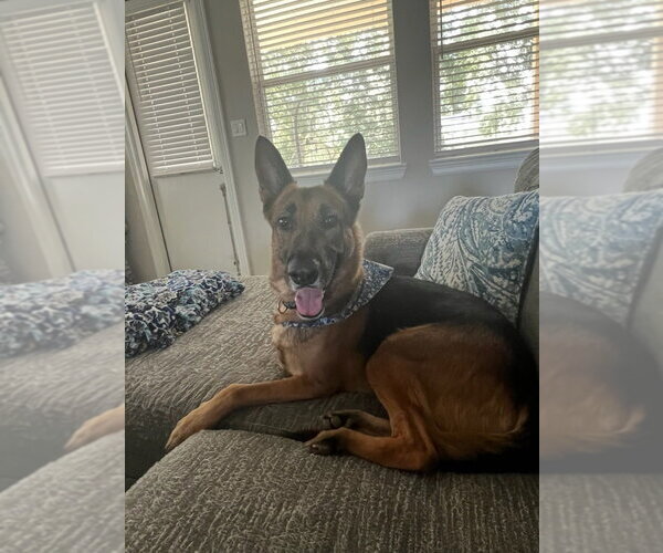 Medium Photo #2 German Shepherd Dog Puppy For Sale in San Leon, TX, USA