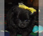 Small Photo #1 Pomeranian Puppy For Sale in ALTON, MO, USA
