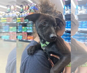 Chihuahua-Unknown Mix Dogs for adoption in Greensboro, NC, USA