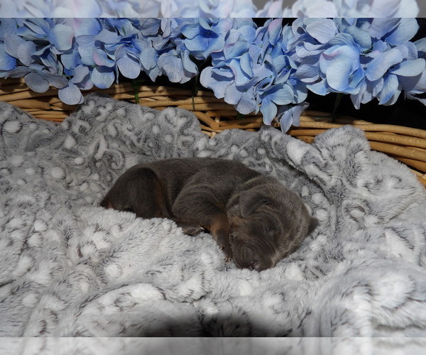Medium Photo #5 Doberman Pinscher Puppy For Sale in COTTON, MN, USA
