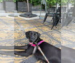 Small #1 German Shorthaired Pointer Mix