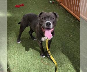 Mutt Dogs for adoption in Las Vegas, NV, USA