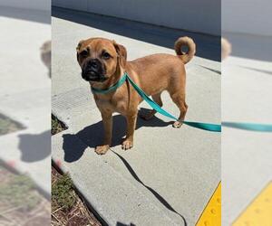 Puggle Dogs for adoption in San Martin, CA, USA