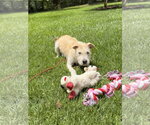 Small #2 Border Terrier
