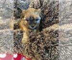 Small Photo #18 Shorkie Tzu Puppy For Sale in EDMOND, OK, USA
