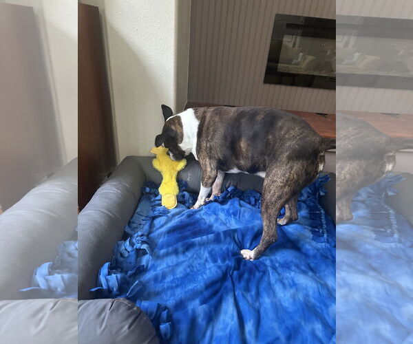 Medium Photo #2 Boxer Puppy For Sale in  Katy, TX, USA