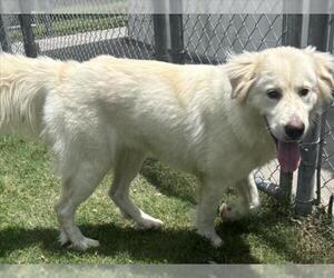 Great Pyrenees Dogs for adoption in Texas City, TX, USA