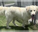 Small Great Pyrenees