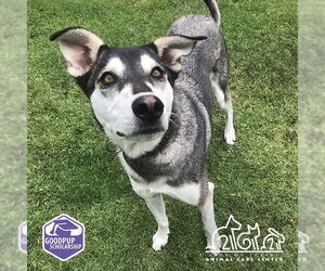 Siberian Husky-Unknown Mix Dogs for adoption in Irvine, CA, USA