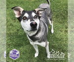 Small Siberian Husky Mix