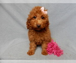 Small #2 Goldendoodle (Miniature)