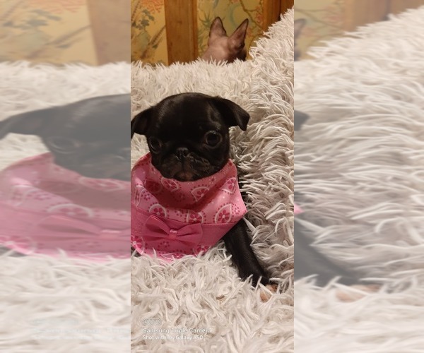 Medium Photo #6 Pug Puppy For Sale in WHITTIER, NC, USA