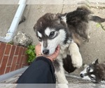 Small #9 Alaskan Malamute