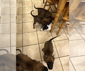 Belgian Malinois Puppy for sale in MAHWAH, NJ, USA