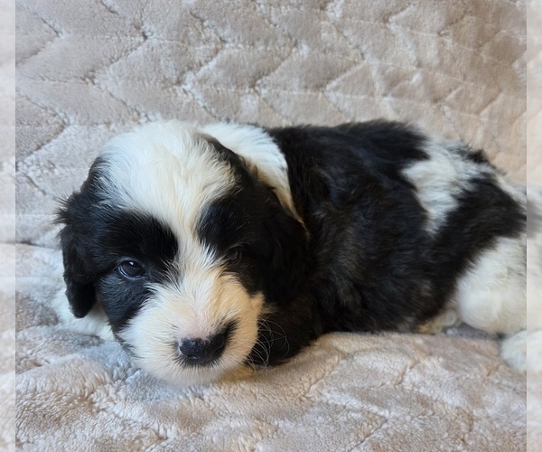 Medium Photo #16 Aussiedoodle Puppy For Sale in WILLS POINT, TX, USA