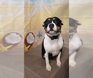 Medium American Boston Bull Terrier