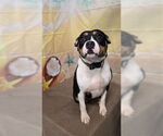 Small American Boston Bull Terrier