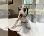 Small Photo #12 Great Dane Puppy For Sale in MIMS, FL, USA