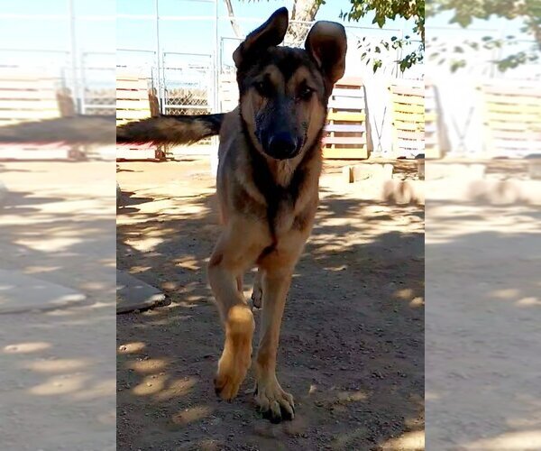 Medium Photo #1 German Shepherd Dog-Unknown Mix Puppy For Sale in Apple Valley, CA, USA