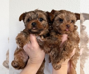 Yorkshire Terrier Puppy for sale in ROCKLIN, CA, USA
