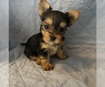 Puppy Remington Yorkshire Terrier
