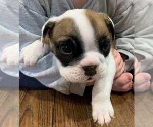 English Bulldog Puppy for sale in COLUMBUS JUNCTION, IA, USA