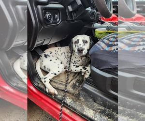 Father of the Dalmatian puppies born on 05/28/2025