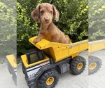 Small #2 Dachshund