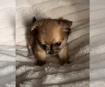 Small #13 Chihuahua