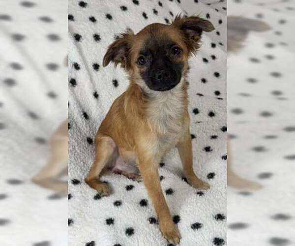 Medium Photo #1 Pekingese Puppy For Sale in Sanford, FL, USA