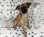 Small Pekingese