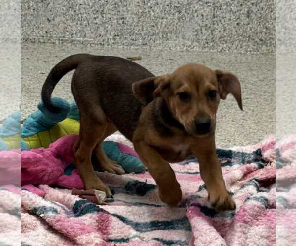 Medium Photo #2 Mutt Puppy For Sale in Mechanicsburg, PA, USA