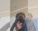 Small Photo #14 Cane Corso Puppy For Sale in ATASCOCITA, TX, USA