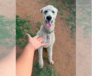 Poodle (Standard)-Unknown Mix Dogs for adoption in Grafton, WI, USA